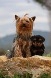 YORKSHIRE TERRIER 614
